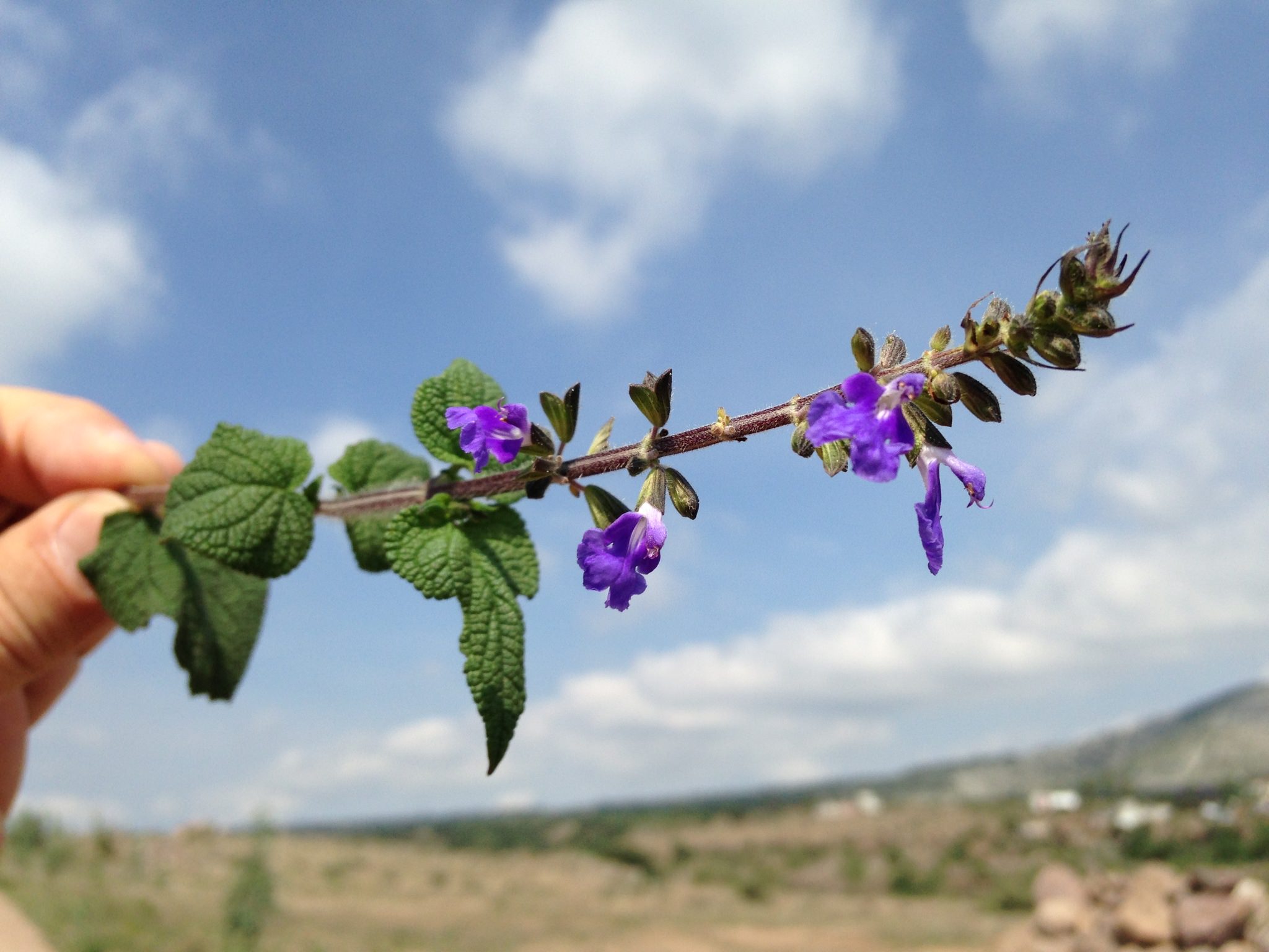 Salvia amarissima